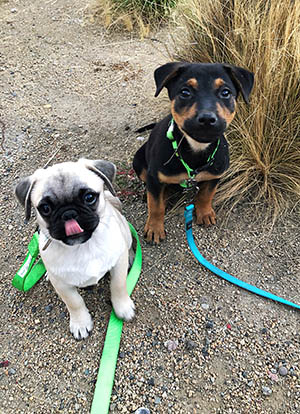 two puppies on the trail