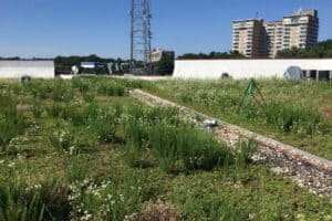 Bethesda living roof at SPS