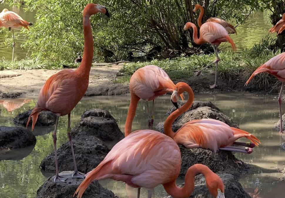 flamingos in sacramento