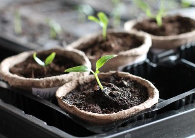 Tips for Gardening in Small Spaces and Growing Your Own Food