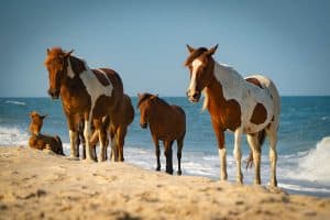 Assateague Island National Seashore