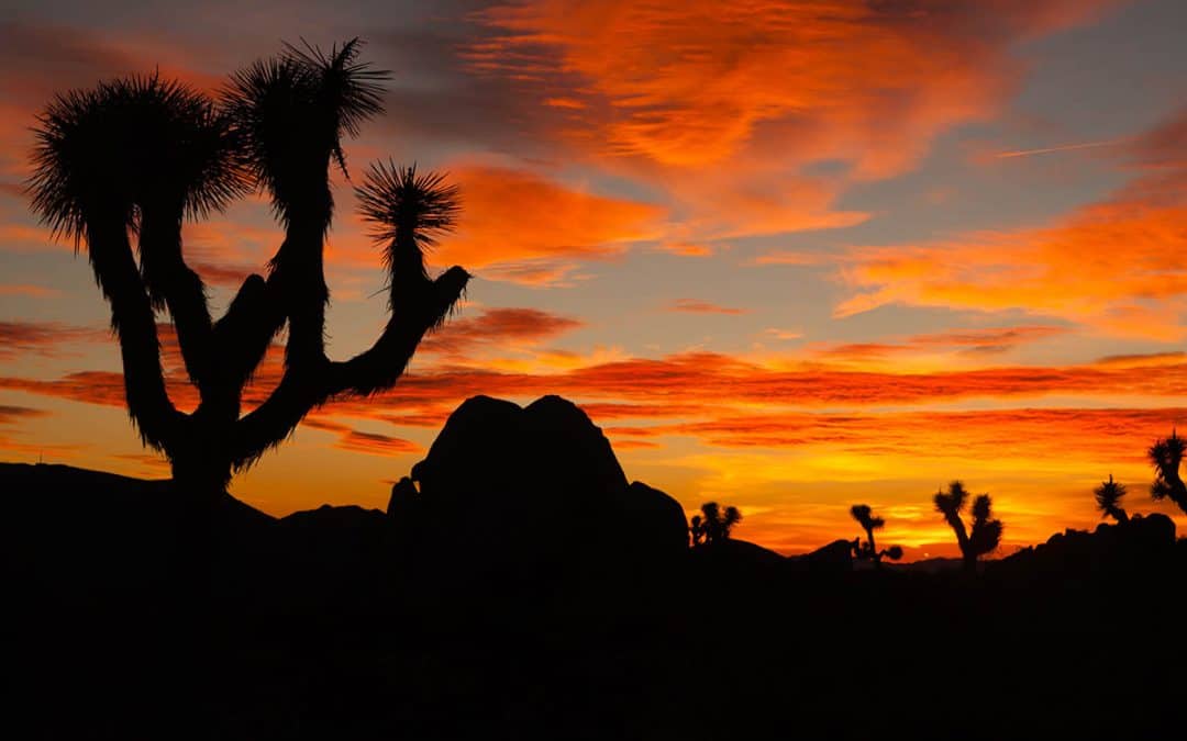 joshua tree at sunset