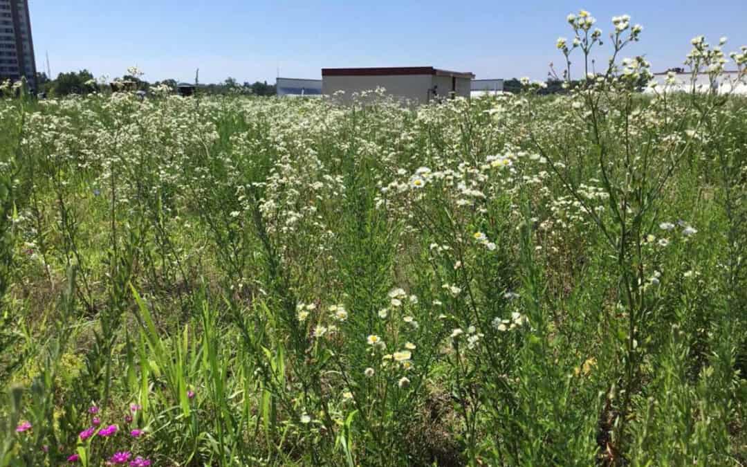 SPS Bethesda’s Living Roof Features Meadow of Wildflowers