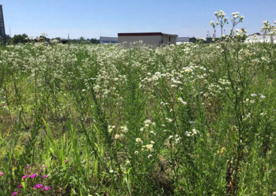 SPS Bethesda’s Living Roof Features Meadow of Wildflowers