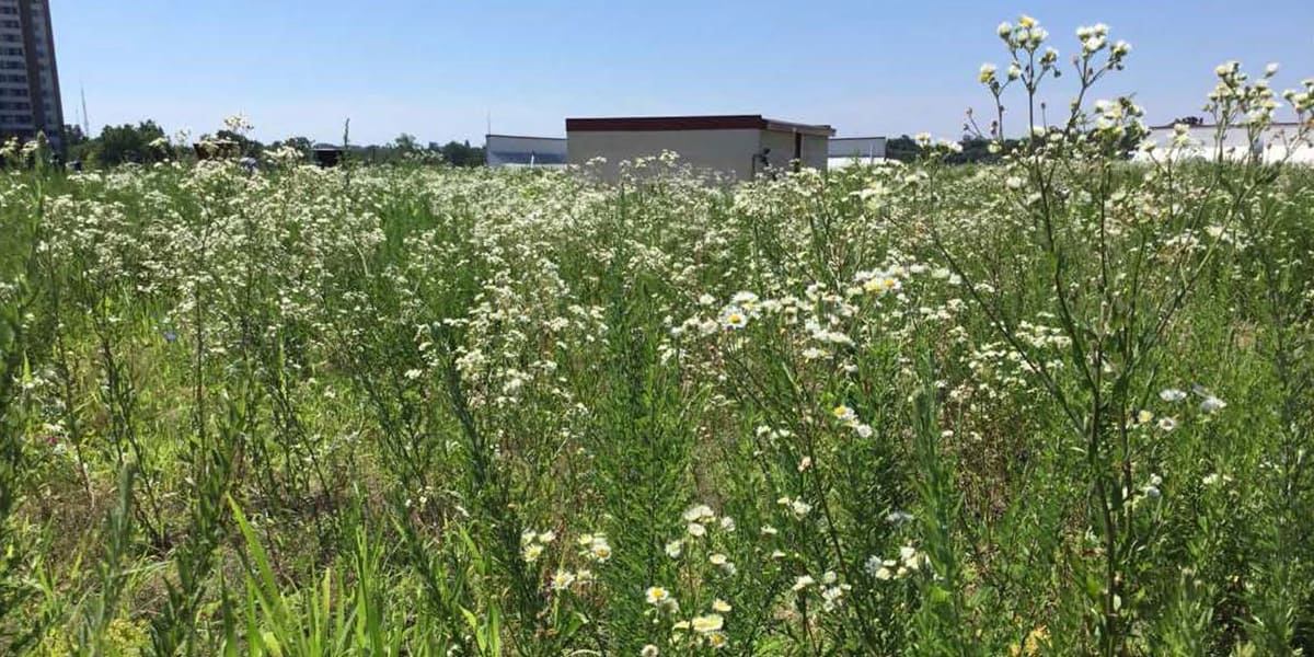 living-roof-sps-bethesda small storage units