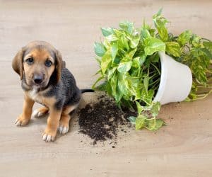 puppy and knocked over plant