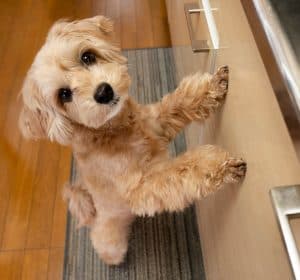 puppy at the counter
