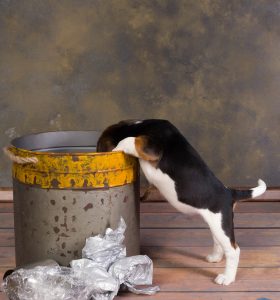 puppy looking in trash can