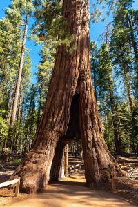 sequoia national park