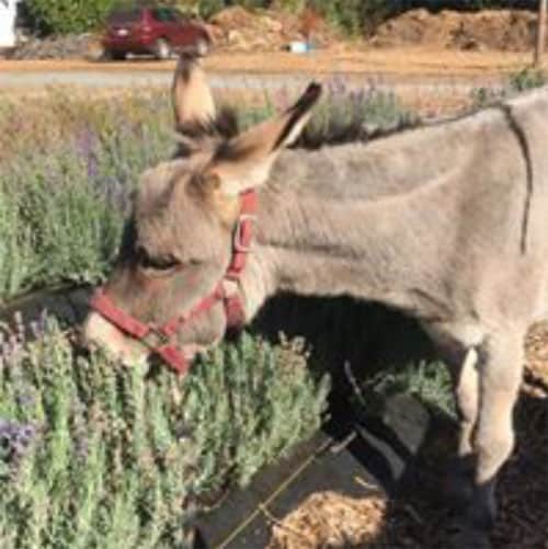 Donkey at Morningsun Herb Farm