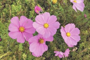 wildflowers on the living roof in Bethesda